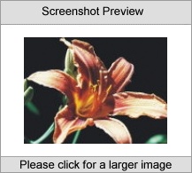 7art Flowers Pro ScreenSaver Screenshot